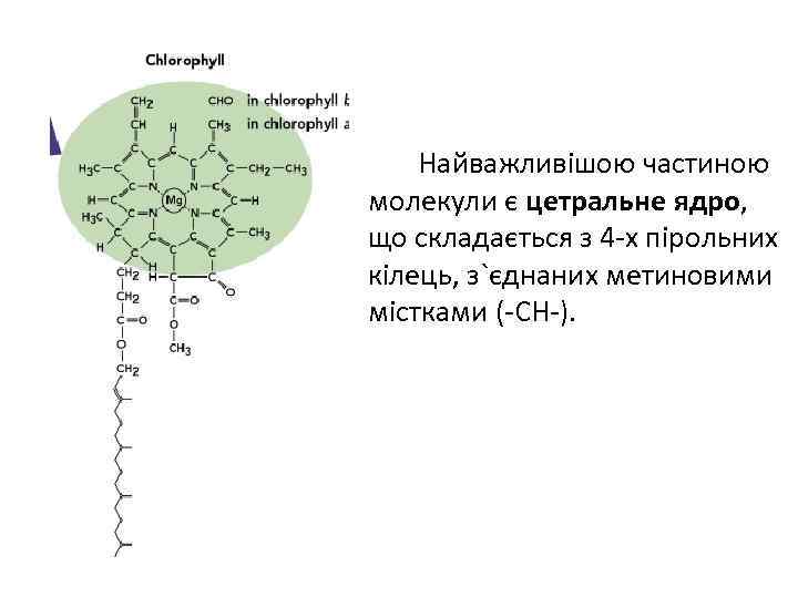 Найважливішою частиною молекули є цетральне ядро, що складається з 4 -х пірольних кілець, з`єднаних
