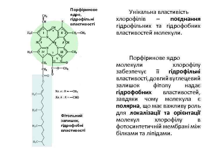 Порфіринове ядро, гідрофільні властивості Фітольний залишок, гідрофобні властивості Унікальна властивість хлорофілів – поєднання гідрофільних