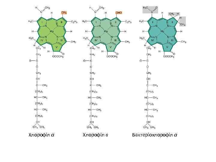 Хлорофіл а Хлорофіл в Бактеріохлорофіл а 