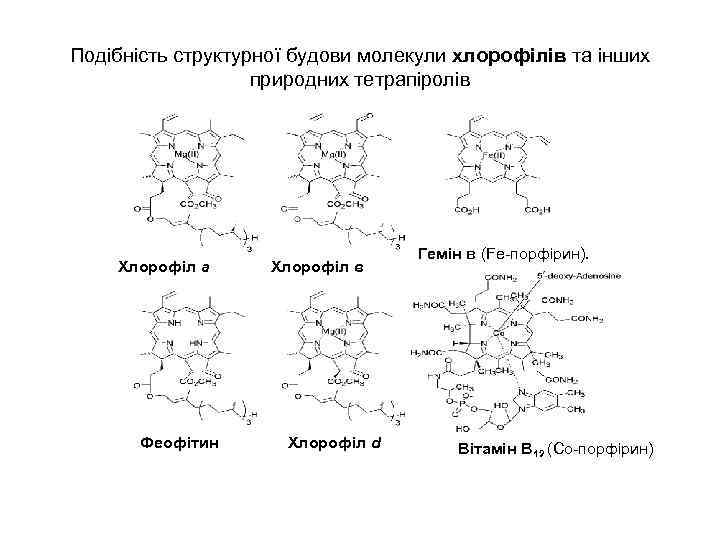 Подібність структурної будови молекули хлорофілів та інших природних тетрапіролів Хлорофіл а Феофітин Хлорофіл в