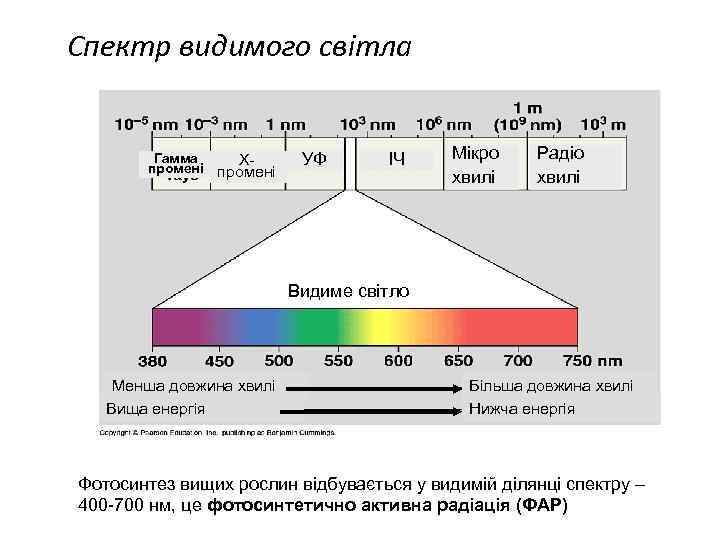 Спектр видимого світла Гамма Хпромені УФ ІЧ Мікро хвилі Радіо хвилі Видиме світло Менша