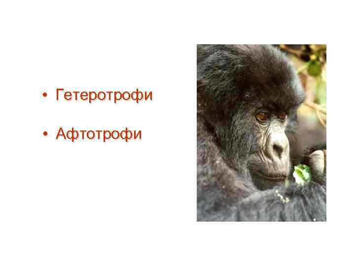  • Гетеротрофи • Афтотрофи 