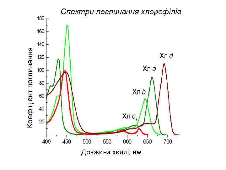 Коефіцієнт поглинання Спектри поглинання хлорофілів Довжина хвилі, нм 