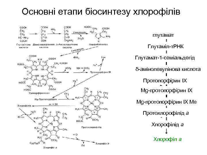 Основні етапи біосинтезу хлорофілів глутамат Глутаміл-т. РНК Глутамат-1 -семіальдегід δ-амінолевулінова кислота Протопорфірин IX Mg-протопорфірин