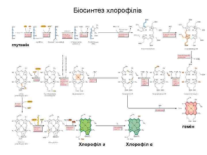 Біосинтез хлорофілів глутамін гемін Хлорофіл а Хлорофіл в 
