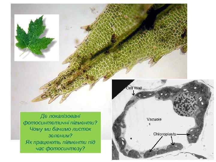 Де локалізовані фотосинтетичні пігменти? Чому ми бачимо листок зеленим? Як працюють пігменти під час