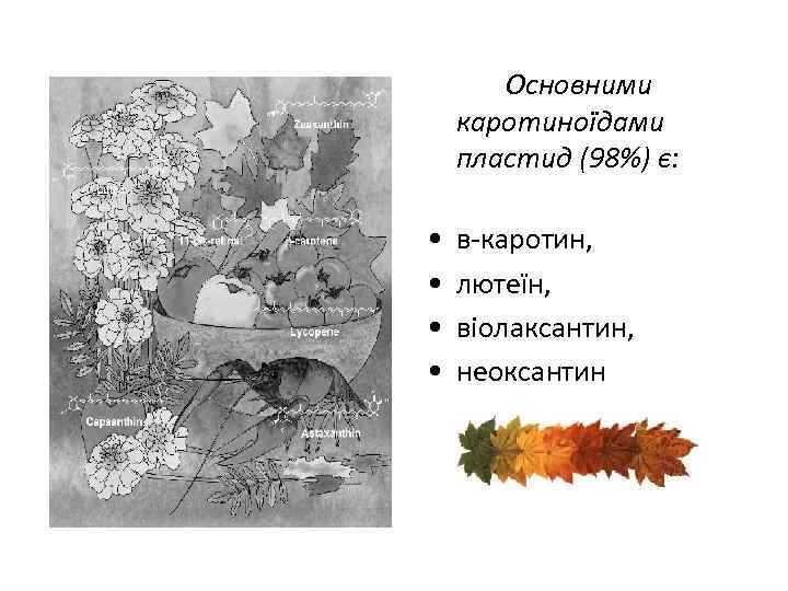 Основними каротиноїдами пластид (98%) є: • • в-каротин, лютеїн, віолаксантин, неоксантин 