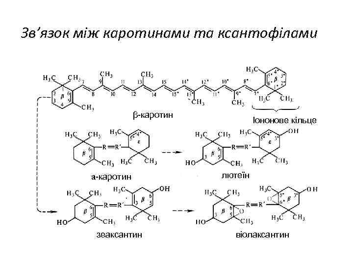 Зв’язок між каротинами та ксантофілами β-каротин a-каротин зеаксантин Іононове кільце лютеїн віолаксантин 