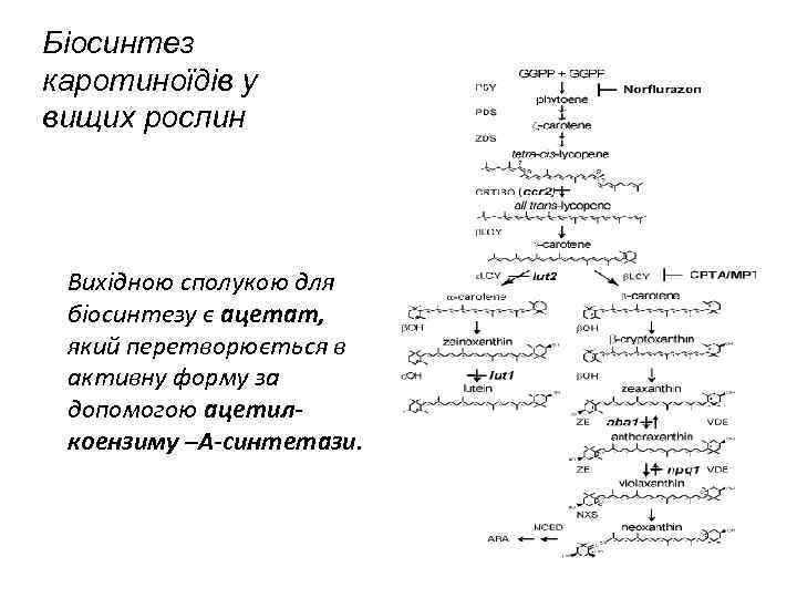 Біосинтез каротиноїдів у вищих рослин Вихідною сполукою для біосинтезу є ацетат, який перетворюється в