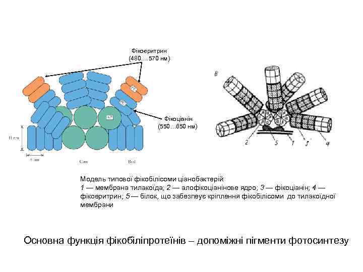 Фікоеритрин (480…. 570 нм) Фікоціанін (550… 650 нм) Модель типової фікобілісоми ціанобактерій: 1 —