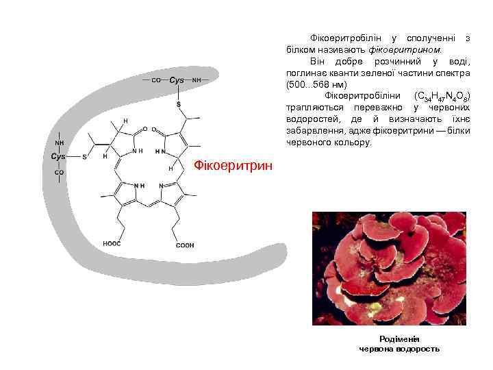 Фікоеритробілін у сполученні з білком називають фікоеритрином. Він добре розчинний у воді, поглинає кванти