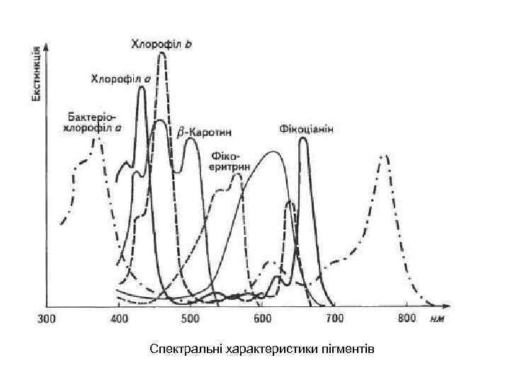 Спектральні характеристики пігментів 