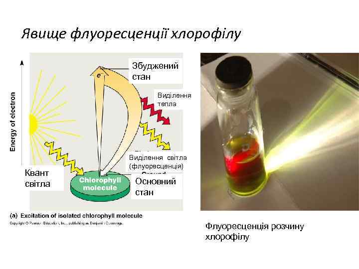 Явище флуоресценції хлорофілу Збуджений стан Виділення тепла Квант світла Виділення світла (флуоресценція) Основний стан
