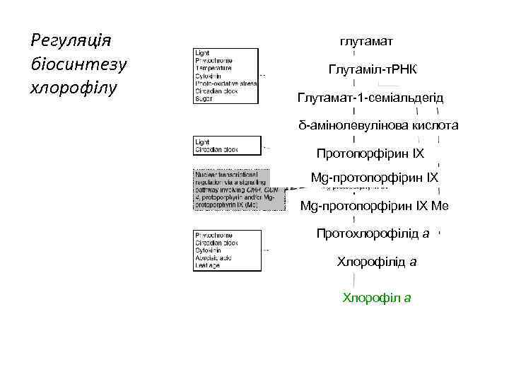 Регуляція біосинтезу хлорофілу глутамат Глутаміл-т. РНК Глутамат-1 -семіальдегід δ-амінолевулінова кислота Протопорфірин IX Mg-протопорфірин IX