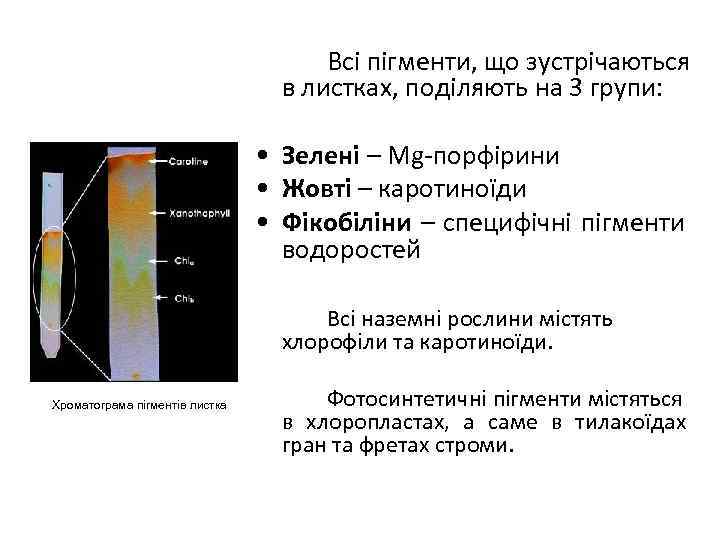Всі пігменти, що зустрічаються в листках, поділяють на 3 групи: • Зелені – Mg-порфірини