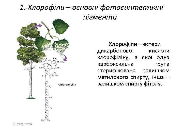 1. Хлорофіли – основні фотосинтетичні пігменти Хлорофіли – естери дикарбонової кислоти хлорофіліну, в якої