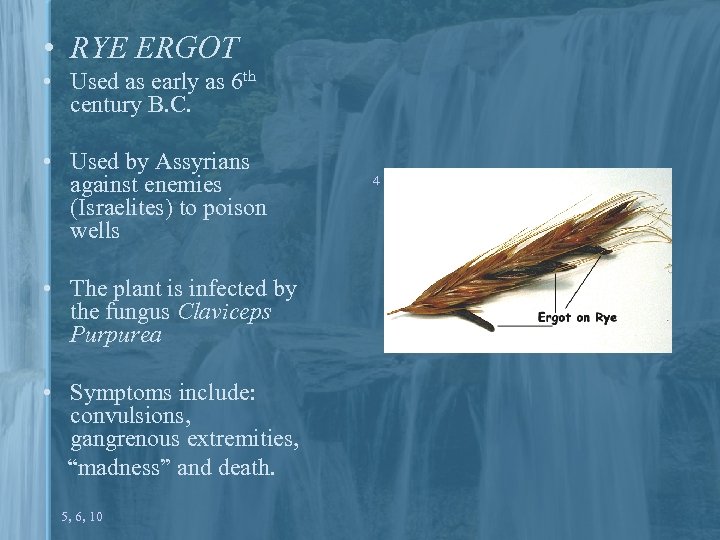  • RYE ERGOT • Used as early as 6 th century B. C.