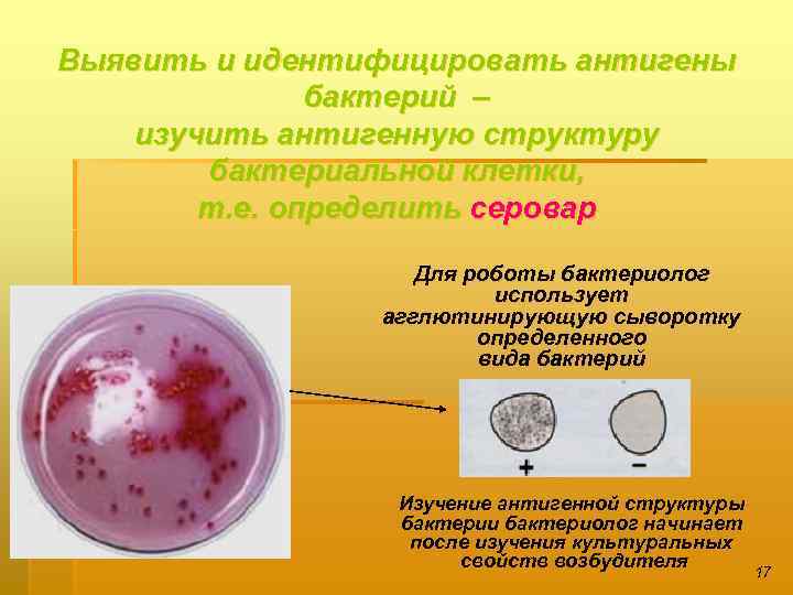 Выявить и идентифицировать антигены бактерий – изучить антигенную структуру бактериальной клетки, т. е. определить