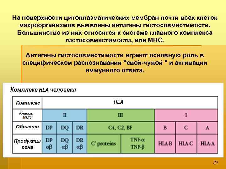 На поверхности цитоплазматических мембран почти всех клеток макроорганизмов выявлены антигены гистосовместимости. Большинство из них