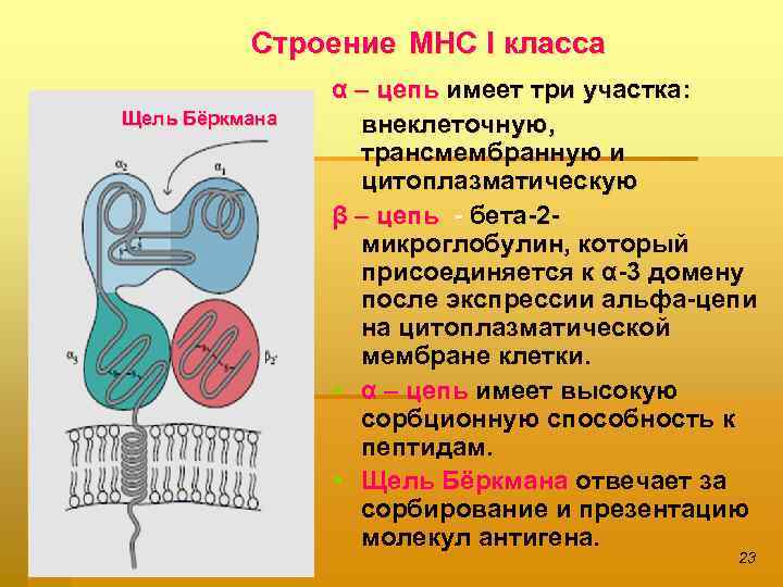 Строение МНС І класса Щель Бёркмана α – цепь имеет три участка: внеклеточную, трансмембранную