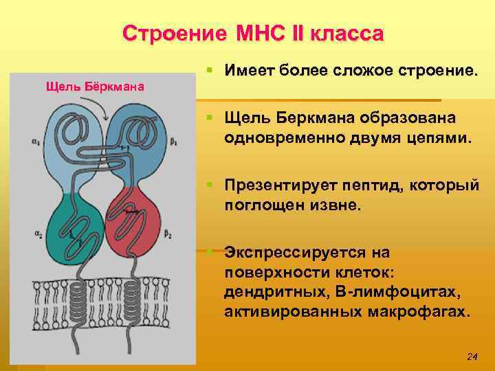 Строение МНС ІІ класса § Имеет более сложое строение. Щель Бёркмана § Щель Беркмана