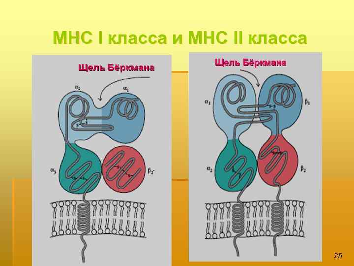 МНС І класса и МНС ІІ класса 25 