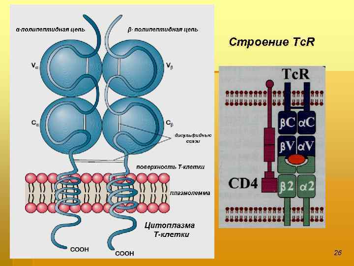Строение Tc. R 26 