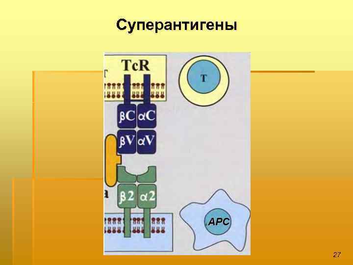 Суперантигены 27 