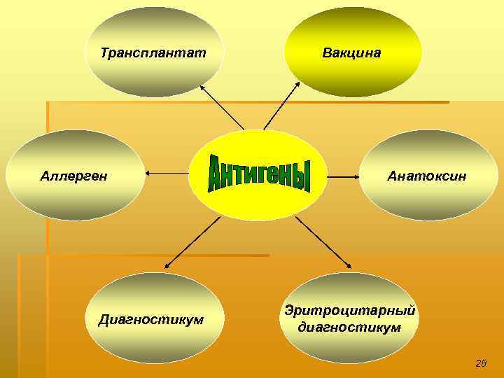 Трансплантат Аллерген Диагностикум Вакцина Анатоксин Эритроцитарный диагностикум 28 