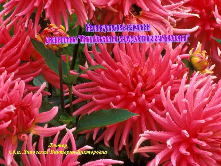 Лектор к. б. н. Липовская Виктория Викторовна 
