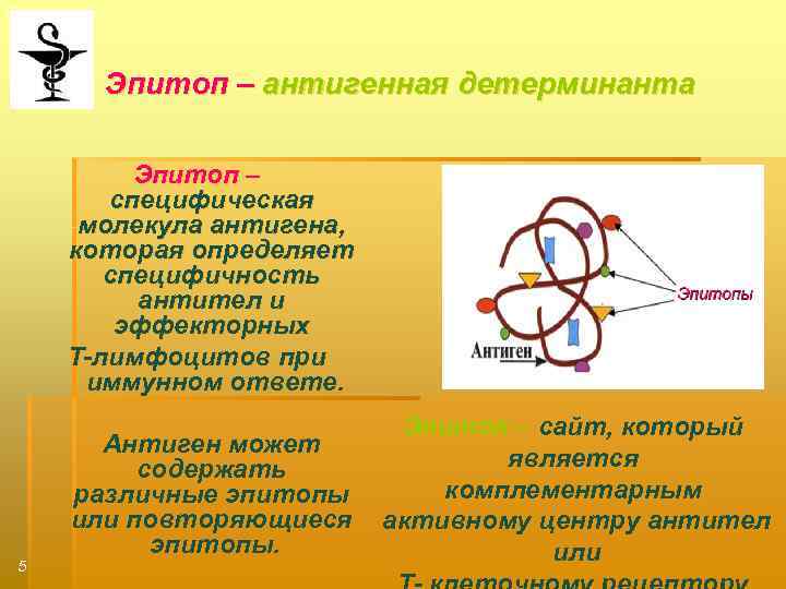 Эпитоп – антигенная детерминанта Эпитоп – специфическая молекула антигена, которая определяет специфичность антител и