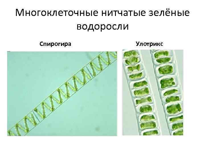 Какие признаки характерны отделу к которому относят растение изображенное на рисунке улотрикс