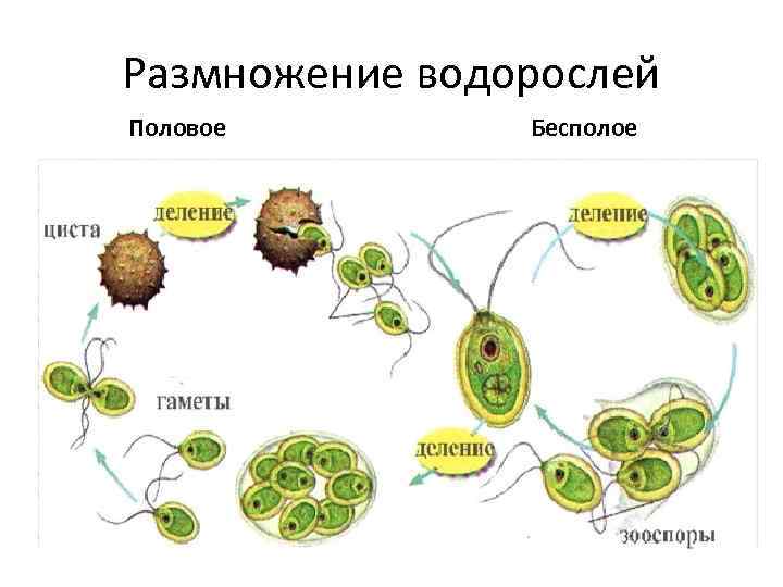 Размножение водорослей Половое Бесполое 