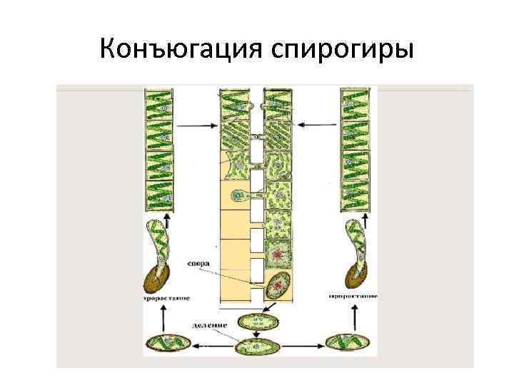 Размножение спирогиры рисунок с подписями