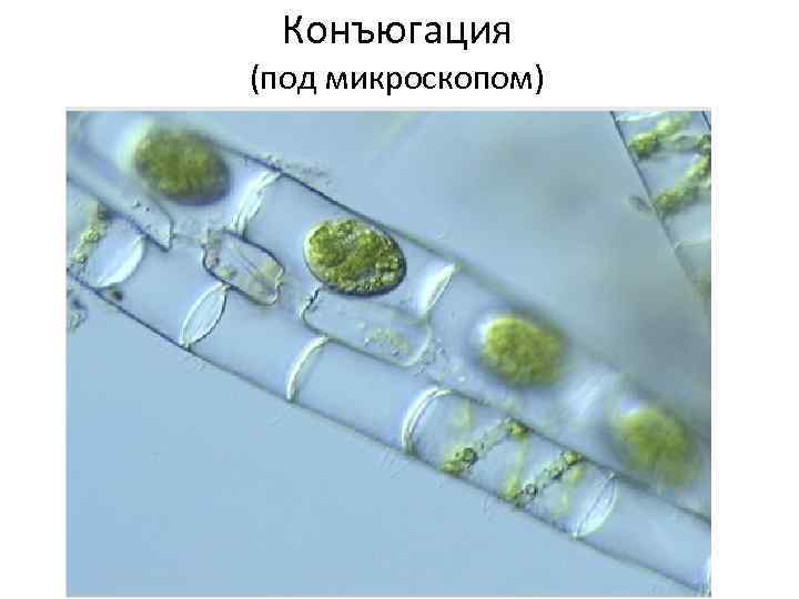Конъюгация (под микроскопом) 