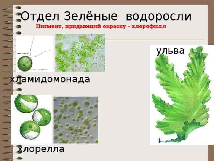 В клетках водорослей содержится