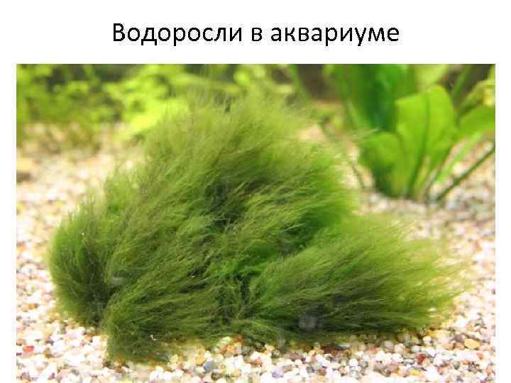 Водоросли в аквариуме 