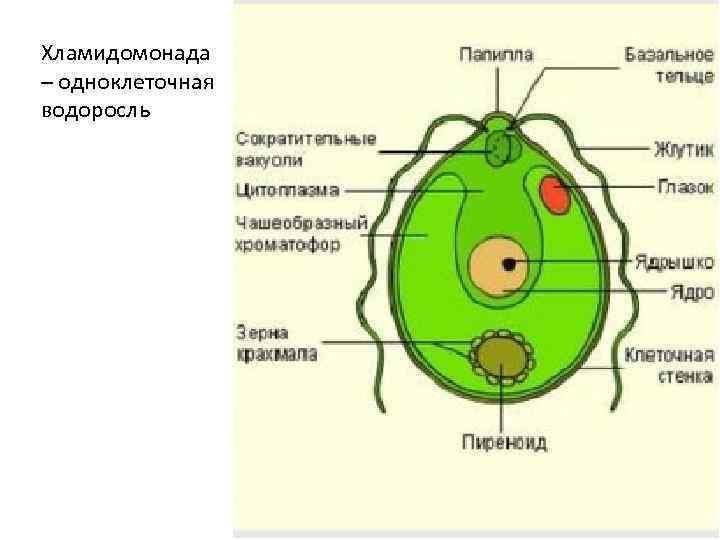 Хламидомонада – одноклеточная водоросль 