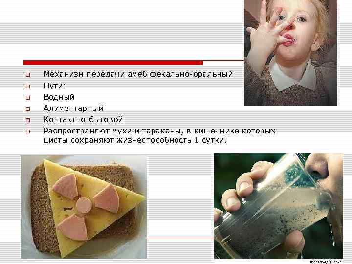 o o o Механизм передачи амеб фекально-оральный Пути: Водный Алиментарный Контактно-бытовой Распространяют мухи и