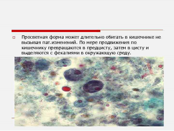 o Просветная форма может длительно обитать в кишечнике не вызывая пат. изменений. По мере