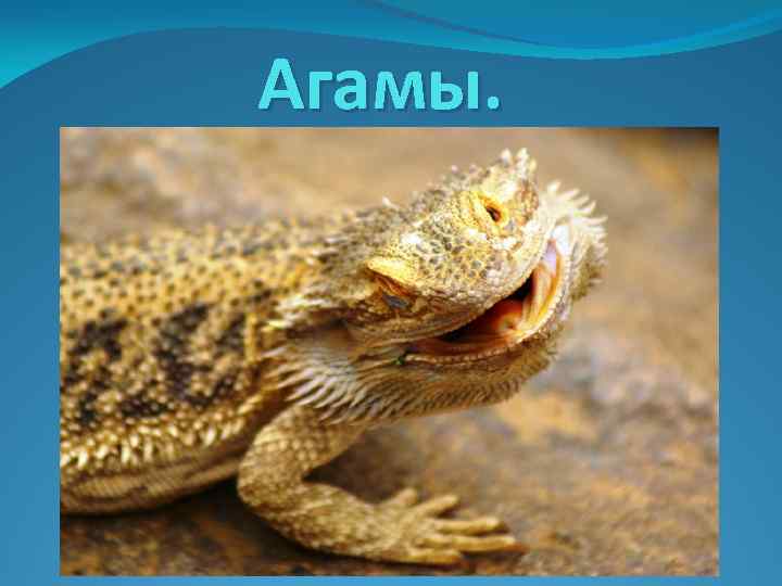 Агамы. 