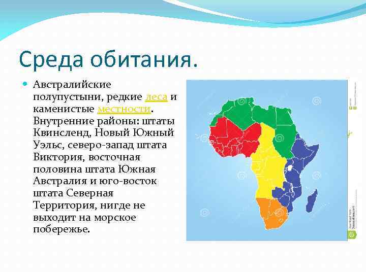 Среда обитания. Австралийские полупустыни, редкие леса и каменистые местности. Внутренние районы: штаты Квинсленд, Новый