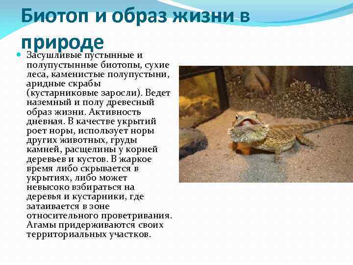 Биотоп и образ жизни в природе Засушливые пустынные и полупустынные биотопы, сухие леса, каменистые