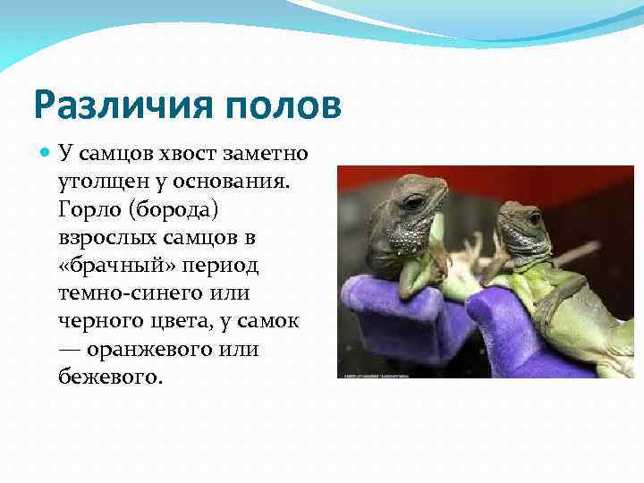 Различия полов У самцов хвост заметно утолщен у основания. Горло (борода) взрослых самцов в