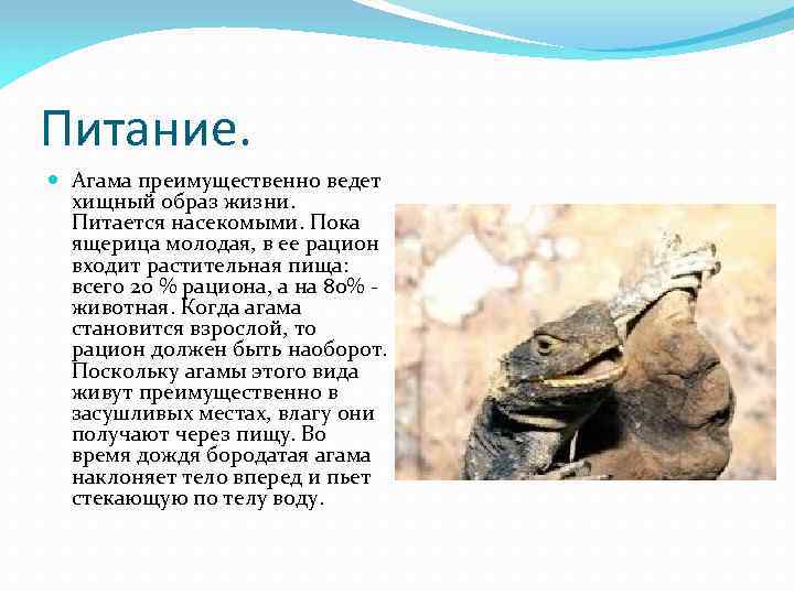Питание. Агама преимущественно ведет хищный образ жизни. Питается насекомыми. Пока ящерица молодая, в ее