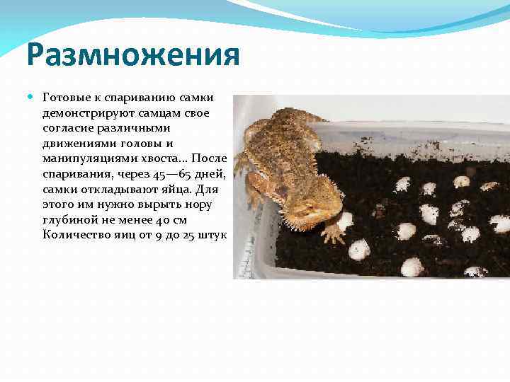 Размножения Готовые к спариванию самки демонстрируют самцам свое согласие различными движениями головы и манипуляциями