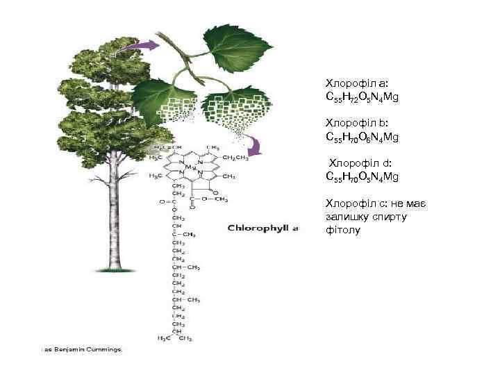 Хлорофіл а: C 55 H 72 O 5 N 4 Mg Хлорофіл b: C