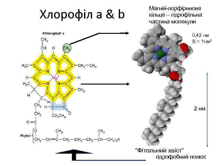 Хлорофіл a & b Магній-порфіринове кільце – гідрофільна частина молекули 0, 42 нм S