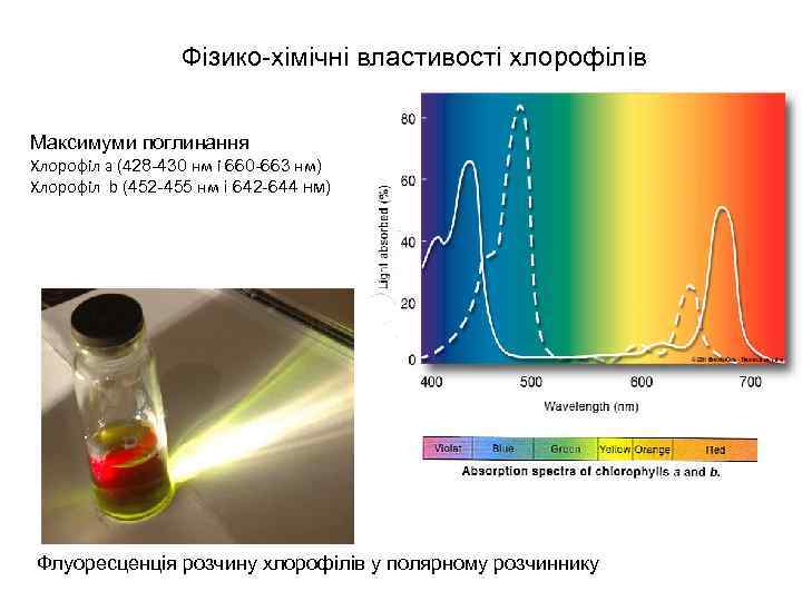 Фізико-хімічні властивості хлорофілів Максимуми поглинання Хлорофіл а (428 -430 нм і 660 -663 нм)