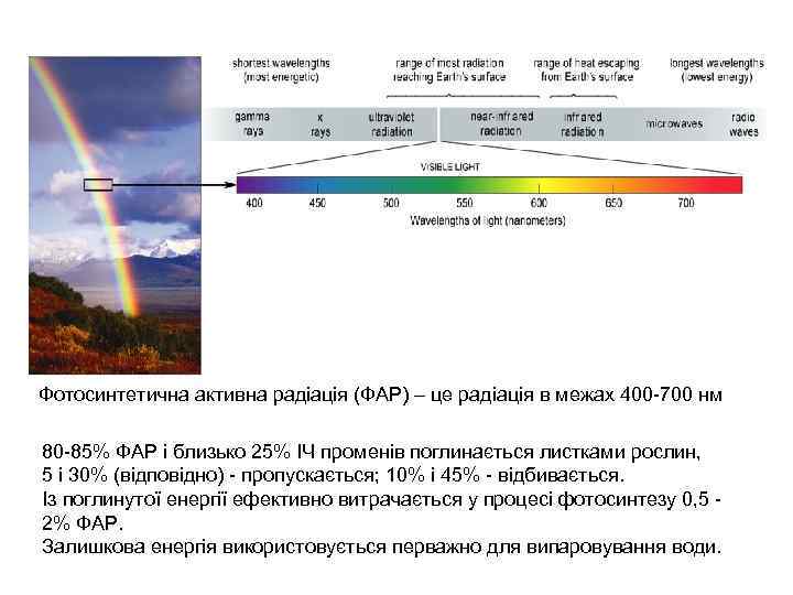 Фотосинтетична активна радіація (ФАР) – це радіація в межах 400 -700 нм 80 -85%